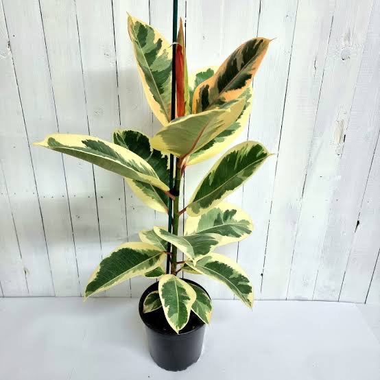 Potted Plants