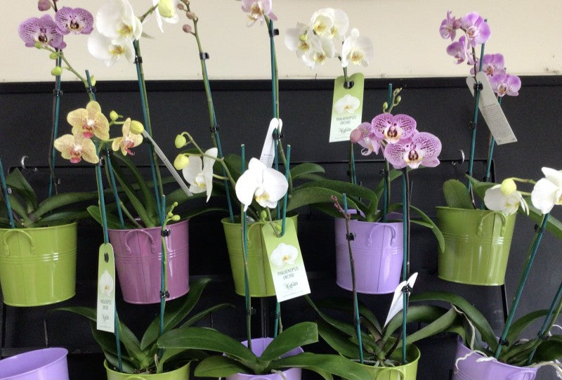 Single Stem Phalenopsis Plant