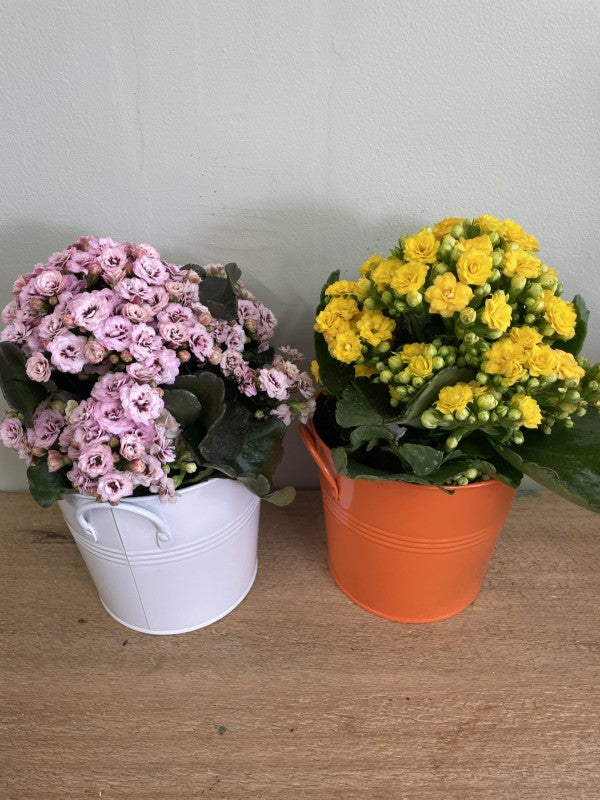 Kalenchoe Flowering Succulent Plant