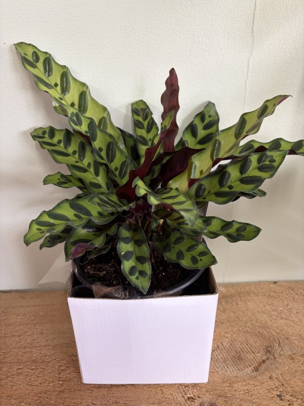 Calathea Insignis