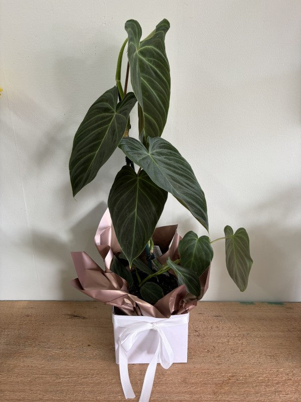 Philodendron Gloriosum